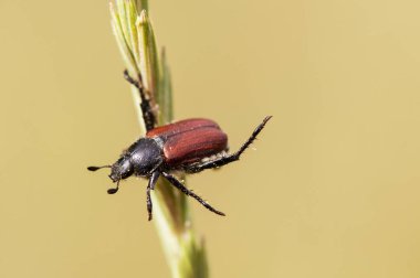 Anthoplia floricola küçük kahverengi böcek bir çim üzerinde dengeleme