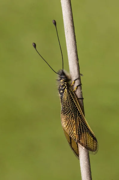 リベロイドイクテリカスフクロウフライニューロプテラファミリーの貴重な昆虫は、睡眠に準備された牧草地の植物で日没時に置かれた — ストック写真