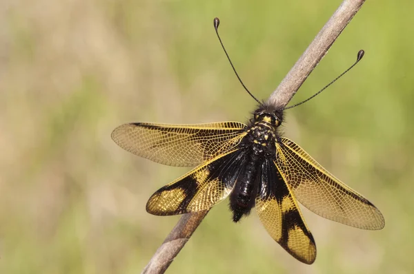 Libelloides ictericus owlfly драгоценное насекомое семейства Neuroptera, сидящее во время заката на лугах, готовых спать — стоковое фото