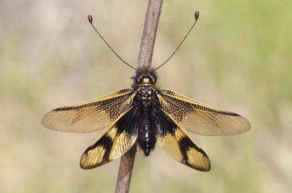 Libelloides ictericus owlfly дорогоцінна комаха родини Neuroptera, що проникає під час заходу сонця на луках рослини, готові спати — стокове фото