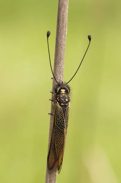 Libelloides ictericus owlfly драгоценное насекомое семейства Neuroptera, сидящее во время заката на лугах, готовых спать — стоковое фото