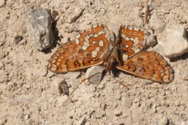 Euphydryas aurinia Marsh Fritillary'nin cesedi toprak bir yolun ortasında öldü