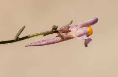 Linaria saturejoides subsp angusteolata toadflax narin mor bitki uzun mahmuz ile