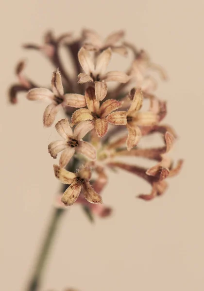 Asperula aristata subsp scabre délicate plante de montagne avec des fleurs brun clair — Photo
