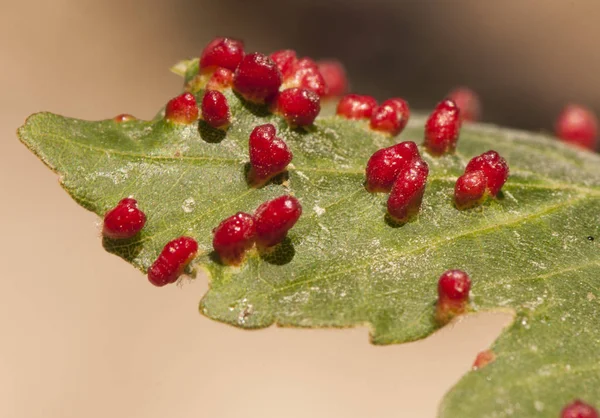 Acer opalus subsp granatensis паразитировал на листьях с жабрами интенсивного красного цвета от Aceria cf macrorhyncha — стоковое фото