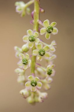 Phytolacca american pokeweed poke sallet veya salata orta boy toksik çalı siyah, yeşil ve mor meyveleri zaman olgunlaşmamış ve yeşilimsi-beyaz florets vardır