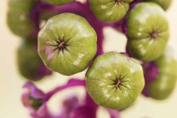 Phytolacca americana americana pokeweed poke sallet ou salada de tamanho médio arbusto tóxico com bagas pretas, verdes e roxas quando são flores imaturas e esverdeadas-brancas — Fotografia de Stock