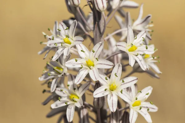 Urginea maritima Sea cebulica, cebula morska, i morski cebulica toksyczne rośliny, które kwitnie późnym latem i wczesną jesienią w Andaluzji — Zdjęcie stockowe