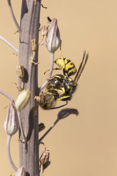 维斯普拉·杰尔尼卡黄夹克黄蜂狩猎和撕裂蜜蜂在乌尔吉纳马里蒂玛植物 — 图库照片