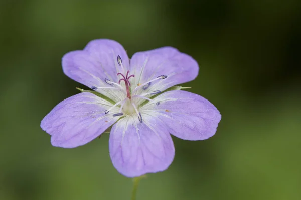 Geranium cf sylvaticum 木鹤，林地天葵可爱的紫山天葵与较轻的花冠中心 — 图库照片