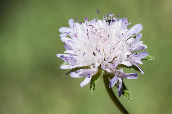 Knautia subscaposa var subintegerrima dul çiçek veya uyuz güzel çiçek ışık mor veya pembe — Stok fotoğraf