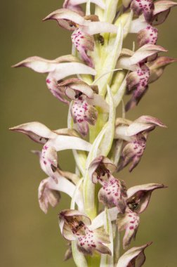 Orchis coriophora Bug Orchis güzel yabani orkide mor veya pembe çiçekler ıslak çayırlarda büyüyen