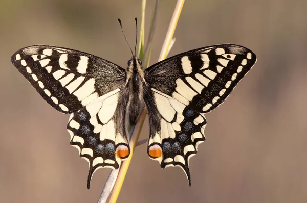 パピリオマチャオン共通黄色または古い世界は、アンダルシアで飛ぶ最大かつ最も美しい昼間の蝶の一つを飲み込む — ストック写真