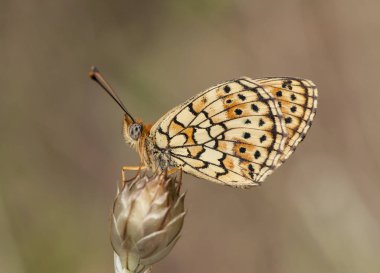 Brenit bu hektar ikiz nokta Fritillary güzel dağ kelebeği hala güneş doğarken uyurken fotoğrafını çekti
