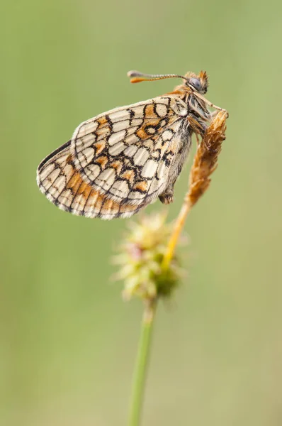 Melitaea cf parthenoides Meadow Fritillary красивий метелик, сфотографований ще спить на світанку — стокове фото