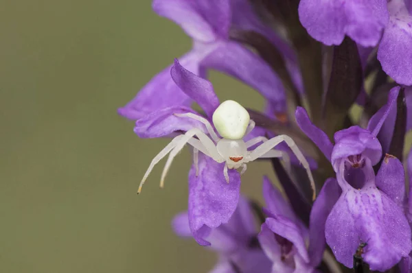Misumena Watt Golden-rod Crab Spider of small size waiting for a prey on a dark pink wild orchid flower Dactylorrhiza