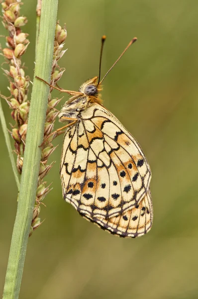 Brenthis hecate Twin Spot Fritillary gyönyörű hegyi pillangó fényképezte még alszik napkeltekor — Stock Fotó