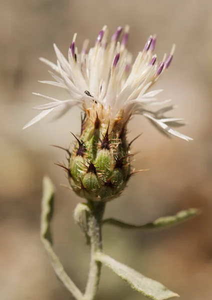 Centaurea boissieri centaury, centory, starthistles Tornados centaureas Unechte kleine Arten der endemischen Distel von Granada und Malaga in Spanien — Stockfoto