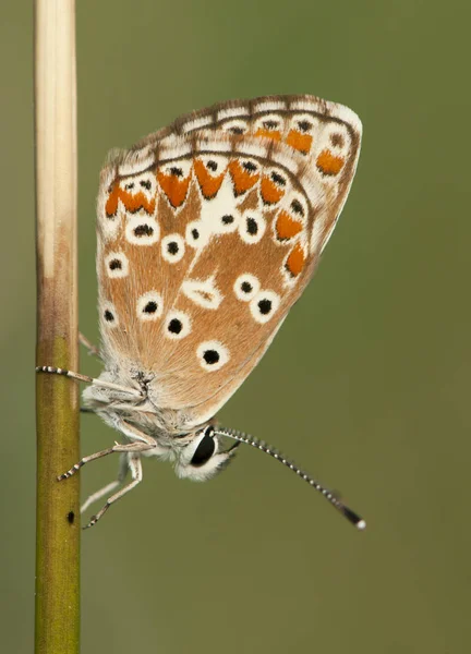 Aricia cramera, Southern Brown Argus kis narancssárga barna pillangó a Lycaenidae család fogadójából még hajnalban is alszik. — Stock Fotó