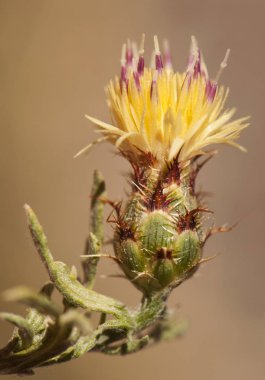 Centaurea boissieri funkii centaury centaury centaury starthistles knapweeds loggerheads sarı devedikeni bitkisi Granada 'ya özgü