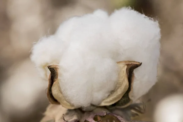 Fields and cultivated cotton plant, in southern Spain in Andalusia a lot of cotton is prepared to harvest in early autumn