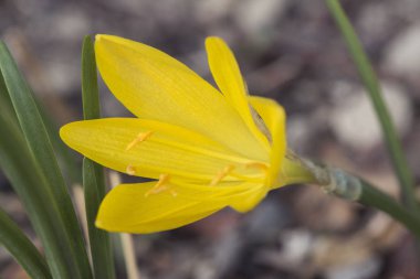 Şafak vakti şafak vakti genç boğalar, kış nergis, sonbahar nergis, sonbahar nergis, tarlanın zambağı, ya da sarı sonbahar tarlası
