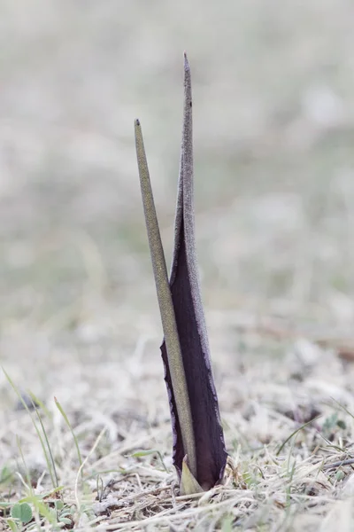 Biarum cf carratracense konstig växt av nyfikna utseende med en stinkande lukt som lockar flugor att pollinera — Stockfoto