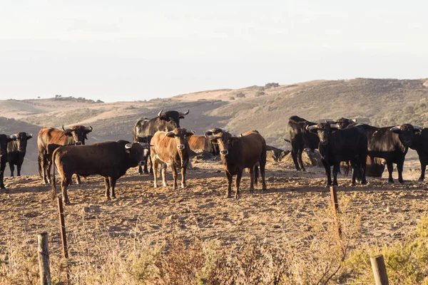 Walcząca z bykami grupa młodych byków o świcie — Zdjęcie stockowe