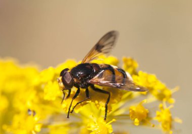 Volucella elegans eşek arısı taklit büyük sinek nektar ile beslenen görünüm ve bir eşek arısı gibi uçan gürültü çok benzer