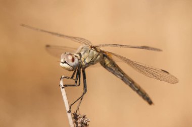 Sympetrum fonksiyom kırmızı damarlı Darter Endülüs 'te görülebilen en yaygın yusufçuklardan biridir.