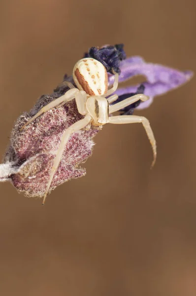 Runcinia grammica small spider crab common on plants in Andalusia waiting for prey