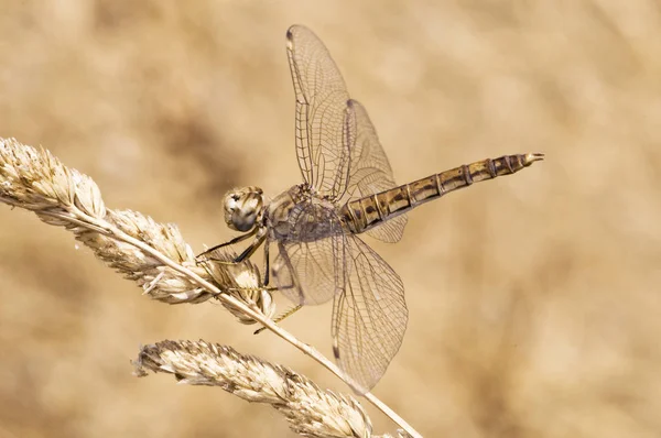 Brachythemis unpartitafemale die nördliche gebänderte Erdlibelle, die im Hochsommer fliegt, wenn die Temperaturen am höchsten sind — Stockfoto