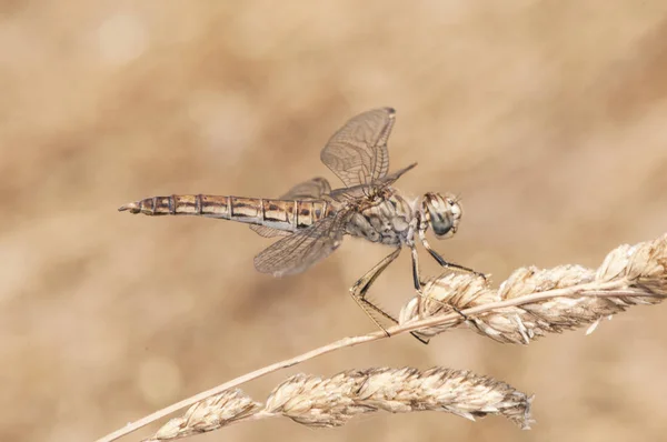 Brachythemis unpartitafemale die nördliche gebänderte Erdlibelle, die im Hochsommer fliegt, wenn die Temperaturen am höchsten sind — Stockfoto