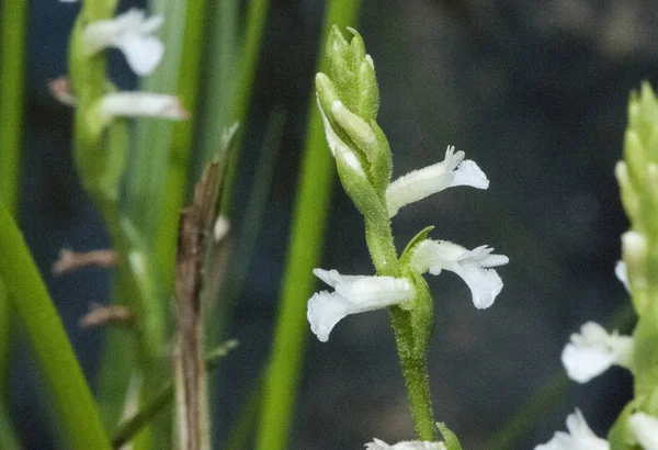 Spiranthes aestivalis summer lady 's-tresses a tiny wild orchid with white waxy-looking flowers that grow in late summer in humid places — стоковое фото