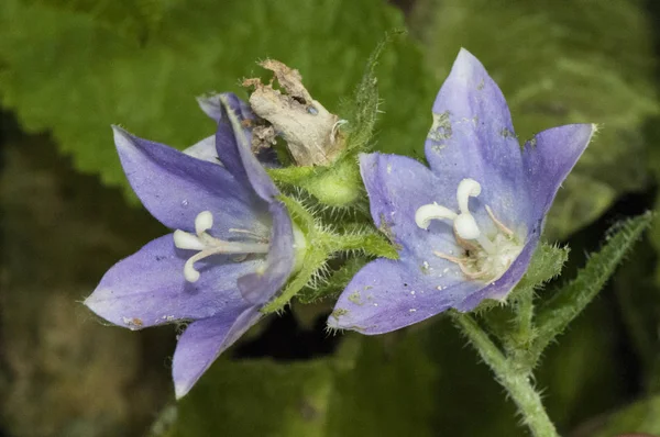 캄파눌라 프리 뮤 리 폴리아 벨 꽃 (campanula primulifolia bellflower) 의 특징은 크고 밝은 자주색의 꽃이며 매우 습한 곳에서 자란다 — 스톡 사진