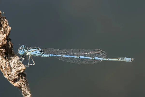 Erytromma lindenii bägare-märkt jungfru typ av djupblå färg med svarta band och blå ögon närvarande i kroppar av stillastående vatten — Stockfoto