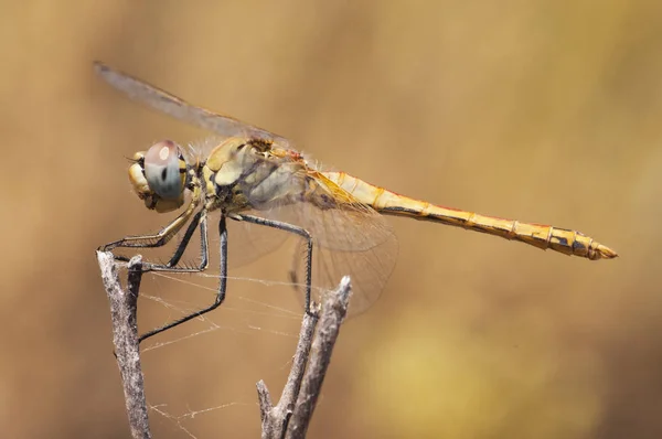 Sympetrum fonscolombii The red-veined darter or nomad dragonfly very common throughout the south of the Iberian Peninsula in all kinds of waters even very dirty — Stock Photo, Image