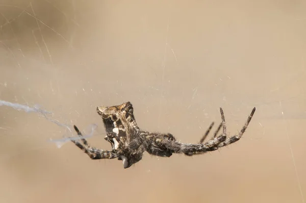 Cyrtophora citricola tenda tropical web espécies de aranha com uma aparência muito peculiar com o abdômen coberto com tubérculos e manchas brancas — Fotografia de Stock