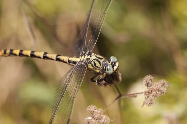 Onychogomphus forcipatus Зеленоглазый крючкохвостый стрекоза среднего размера интенсивный желтый черный и синий общий цвет в Уэльве в относительно чистой воде — стоковое фото