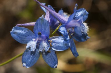 Delphinium emarginatum sub nevadense. Yoğun koyu mavi renkli değerli çiçek otobur hayvanlar için zehirlidir.