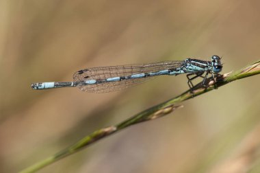 Coenagrion merquesale Güneyli genç kız sineği. Hassas, mavi ve siyah renkli, küçük, bozulmuş yerlerde yaşayan böcekler.