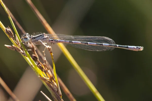 Coenagrion mercuriale是生活在小退化地区的电蓝色和黑色的南方蜻蜓敏感昆虫 — 图库照片