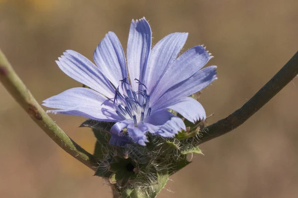 Cichorium intybus gemeiner Chicorée essbare Wildpflanze mit schönen tiefblauen Blüten — Stockfoto