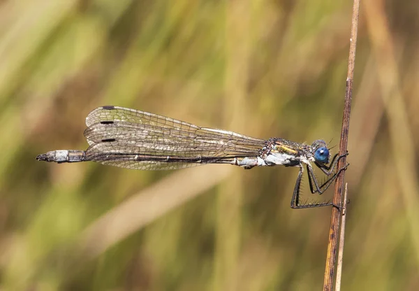 少ない乾燥エメラルドスプレッド希少エメラルドダムフライと堅牢なスプレッドスティック上に浸透美しい青い目の昆虫を獲得 — ストック写真