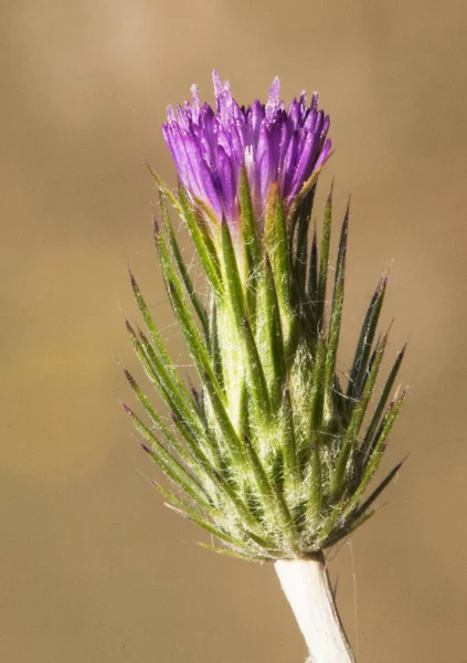 Carduus acicularis plumeless bogáncs kis bogáncs szép rózsaszín vagy lila virágok Andalúziában — Stock Fotó