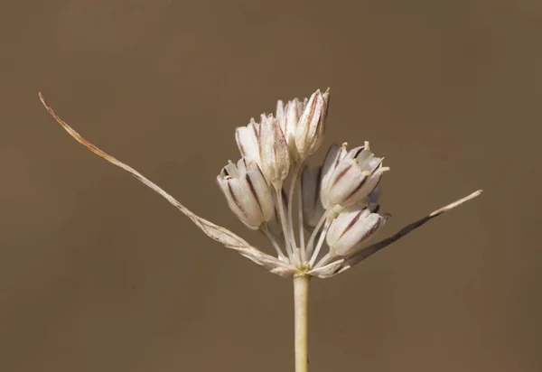 Allium cf vineale divoký česnek malé divoké druhy s žilkovanými bílými květy — Stock fotografie