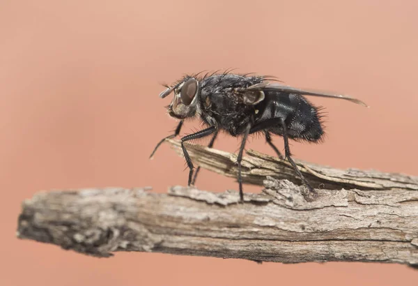 Botella azul urbana Calliphora vicina mosca azul metalizado con dibujos en negro sobre fondo rosa naranja — Foto de Stock