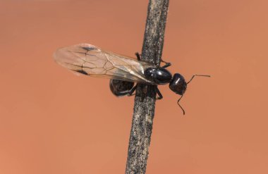 Winged ants usually emerge from the anthill after periods of rain followed by sunny days Camponotus species I think called alates swarmers or reproductives ants clipart