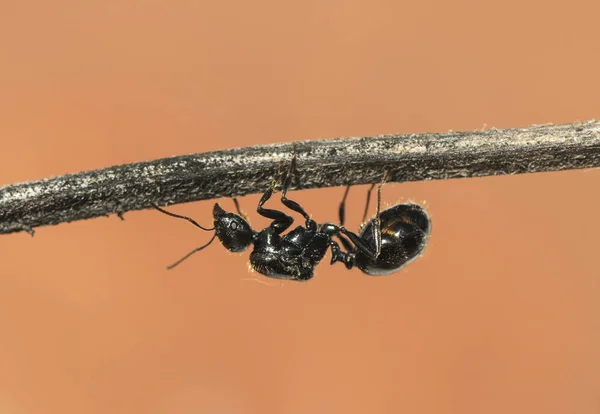 有翅膀的蚂蚁通常在阵雨后从蚁丘中出现，然后是阳光灿烂的日子，我想这就是所谓的蜂群或繁殖蚂蚁 — 图库照片