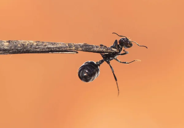 Winged ants usually emerge from the anthill after periods of rain followed by sunny days Camponotus species I think called alates swarmers or reproductives ants — Stock Photo, Image